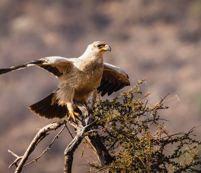 Kiliclimb bird watching1243