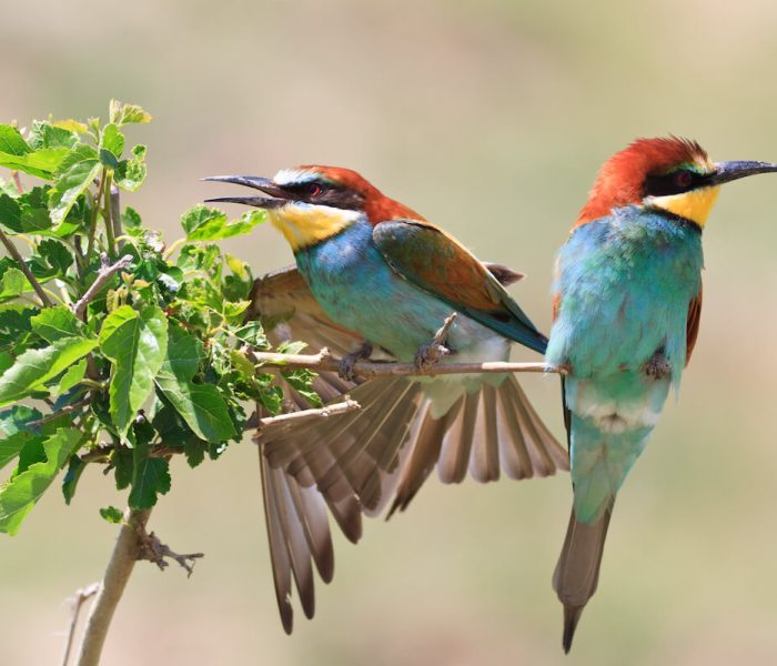 Kiliclimb bird watching1281