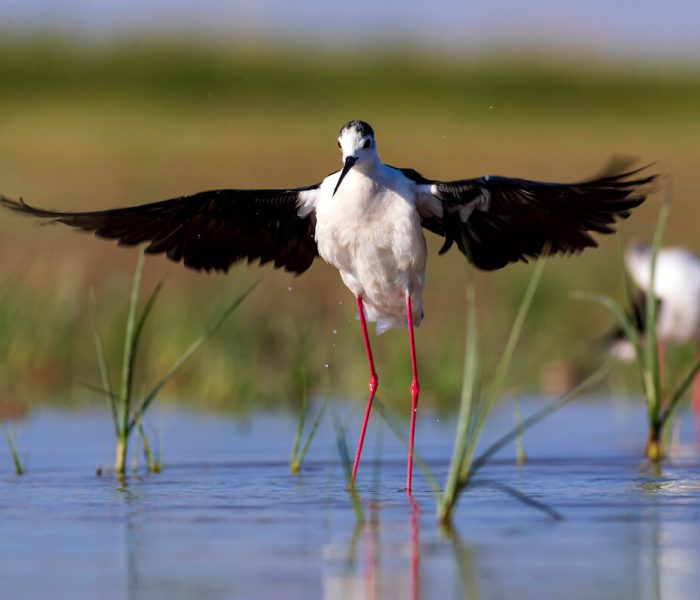 Kiliclimb bird watching1282