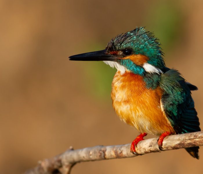 Kiliclimb bird watching1283