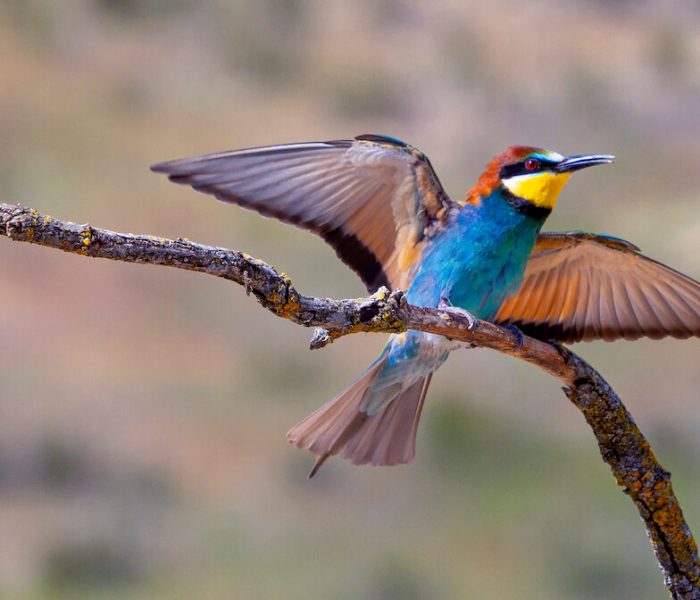 Kiliclimb bird watching13