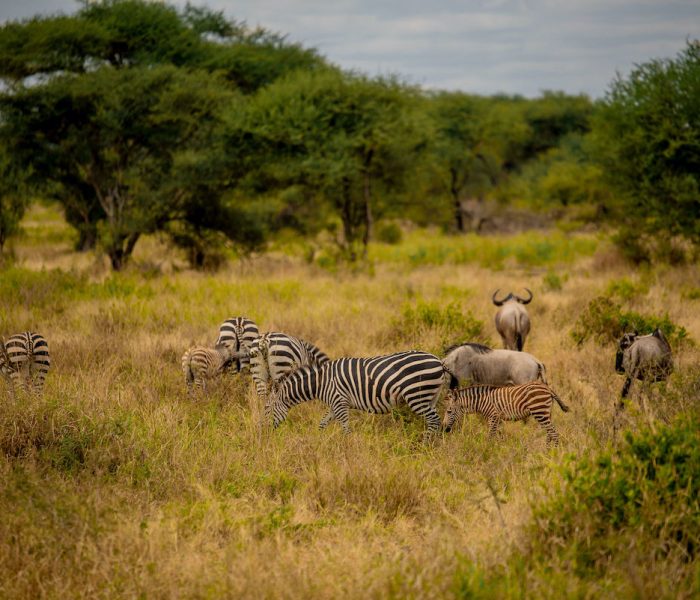 Kogatende migration