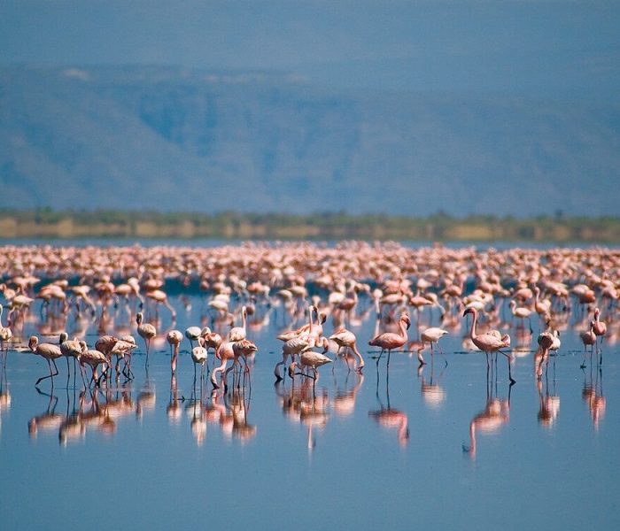 Lake manyara