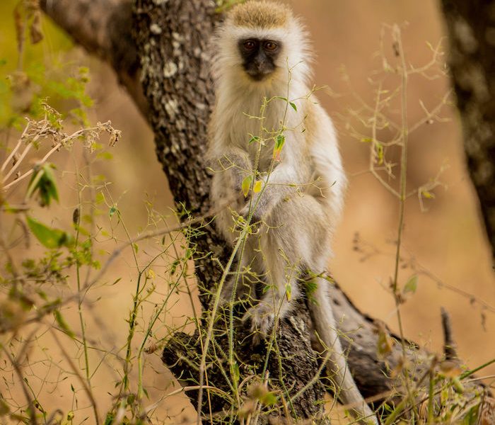 Lake manyara Tour