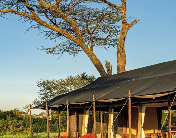 Lemala-Mara-Ndutu-Kiliclimb Africa Safari