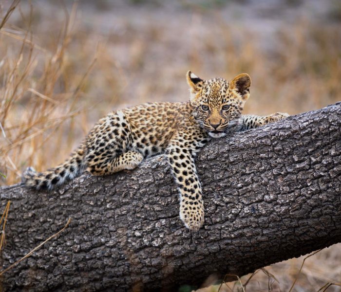 KiliClimb Africa Safaris | Tanzania Safaris & Kilimanjaro Treks