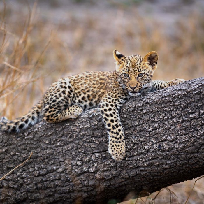 Leopard