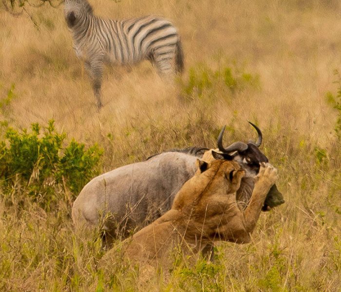 Lion Hunt