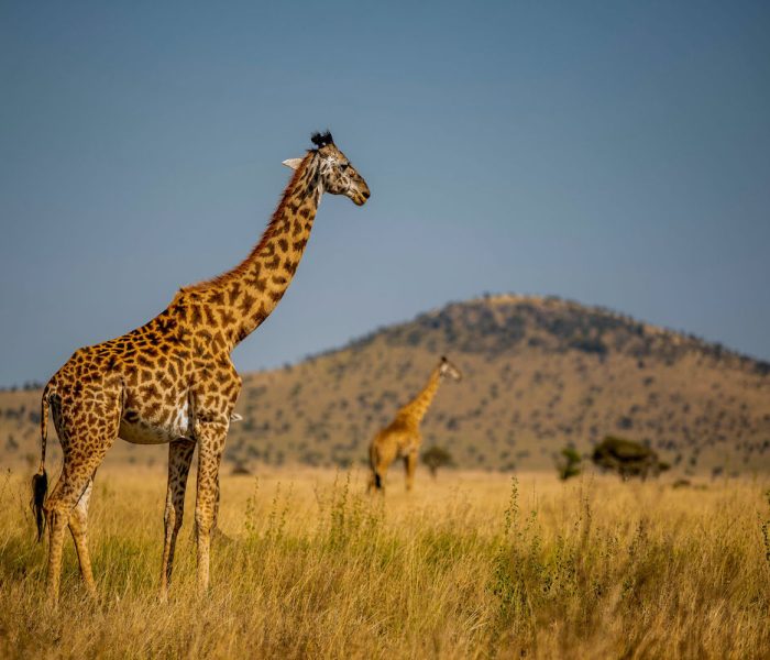Luxury safari