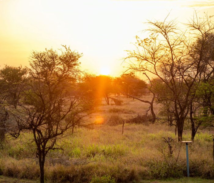 Luxury safari in Tanzania