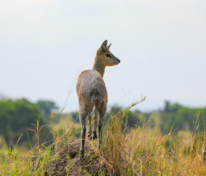 Manayara National Park