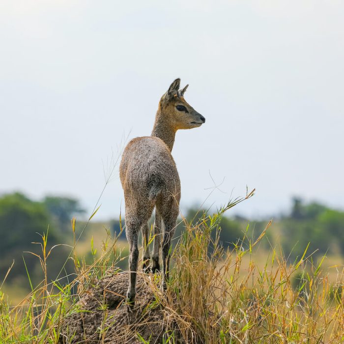 Manayara National Park