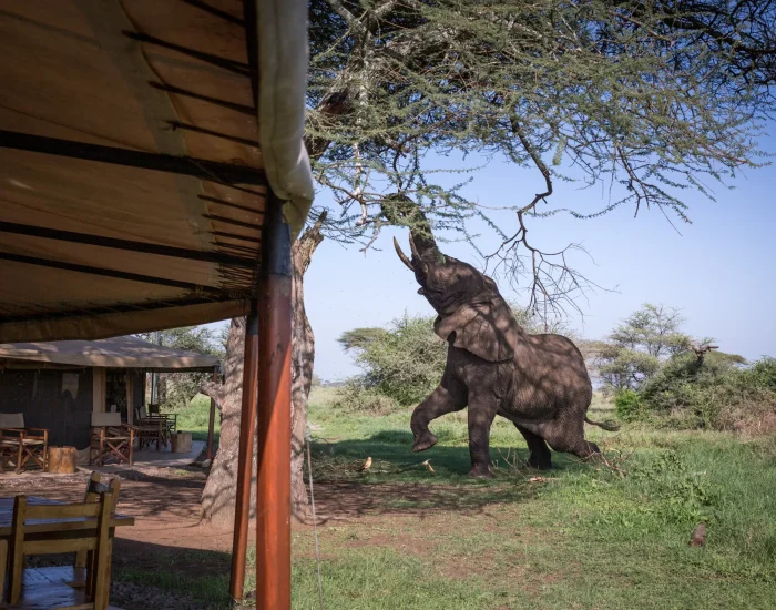 MaweCampSerengeti elephant visit