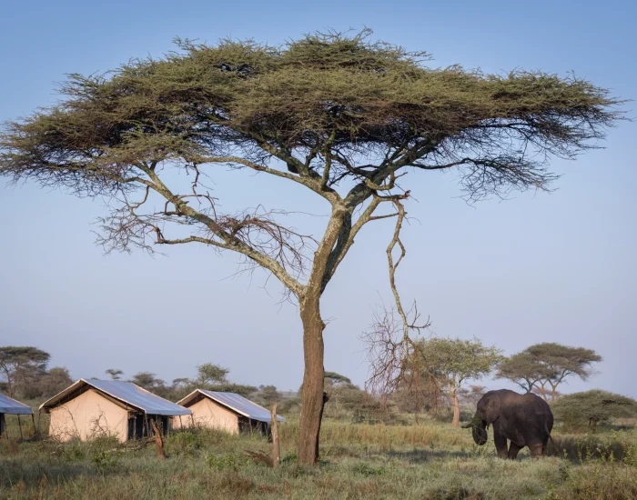 MaweCampSerengeti