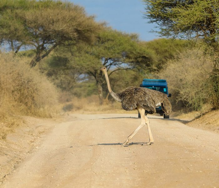 Migration safari From zanzibar