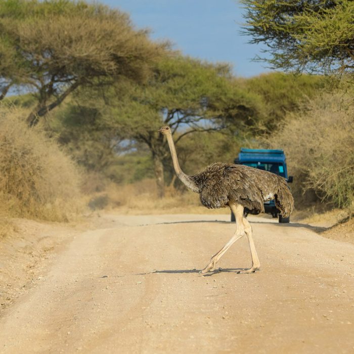 Migration safari From zanzibar