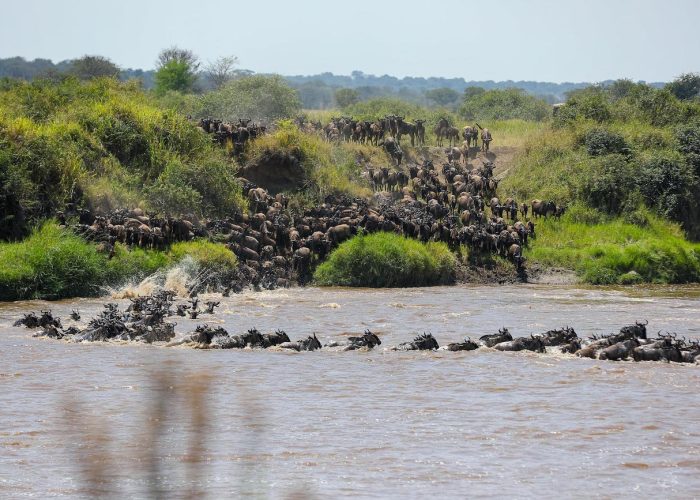 Migration safari