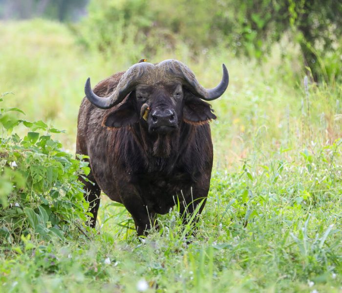 NGORO BUFFALO