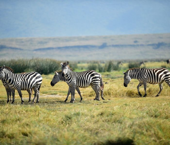 NGORONGORO CRATER ZEBRA