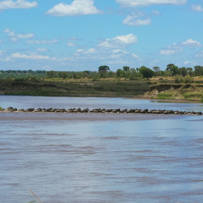 Ndutu Migration safari