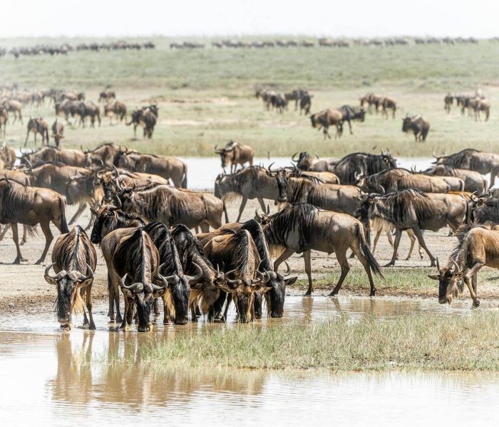 Ndutu migration