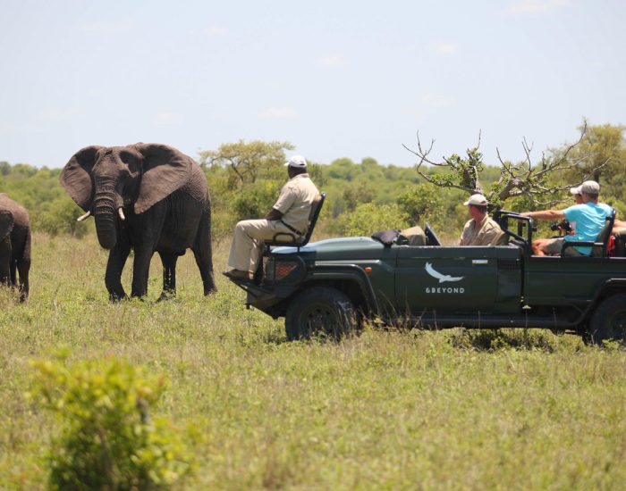 Ngala-Safari-2014-