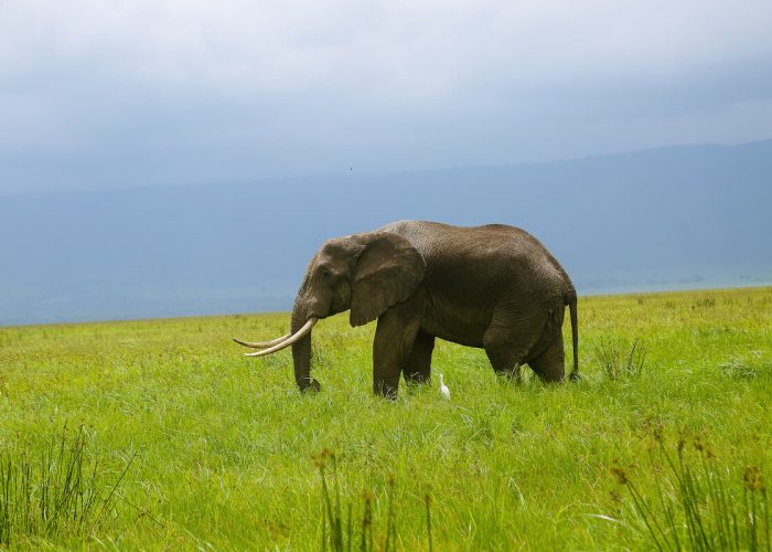 Ngorongoro Conservation area