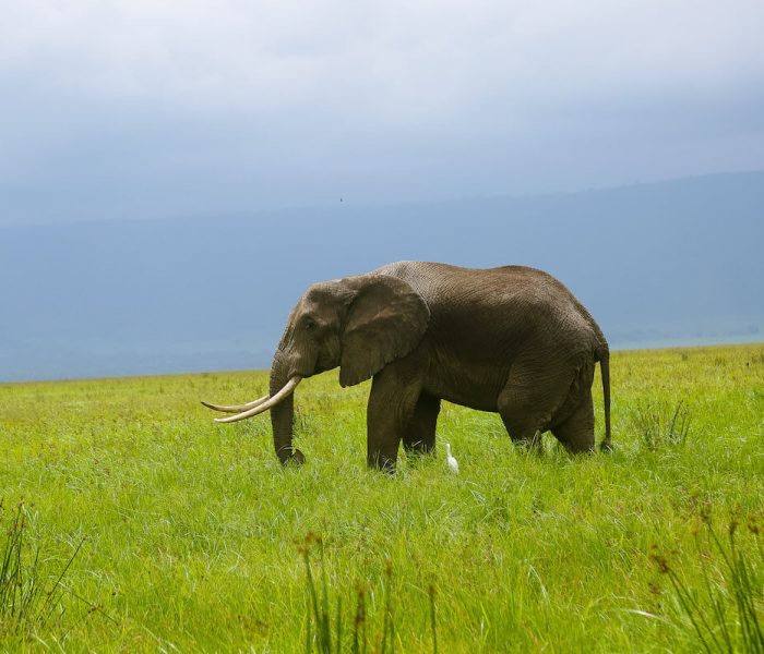 Ngorongoro Conservation area