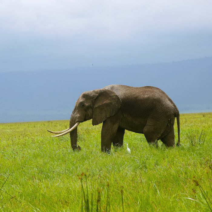 Ngorongoro Conservation area