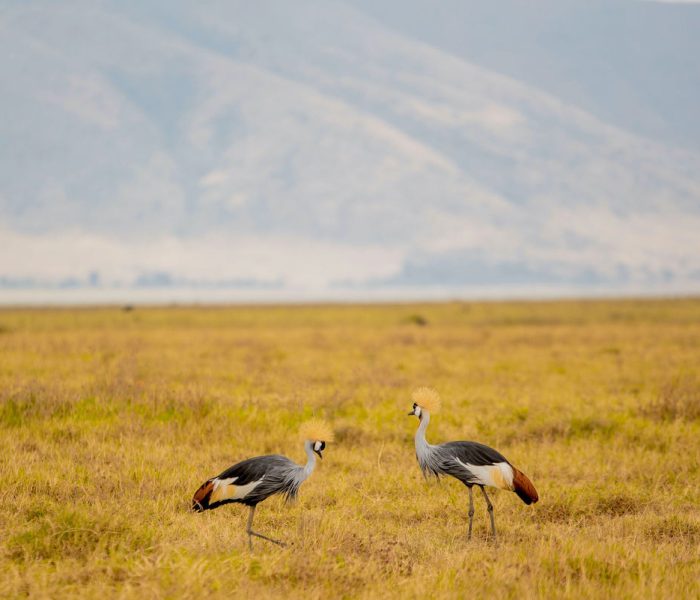 Ngorongoro Crater