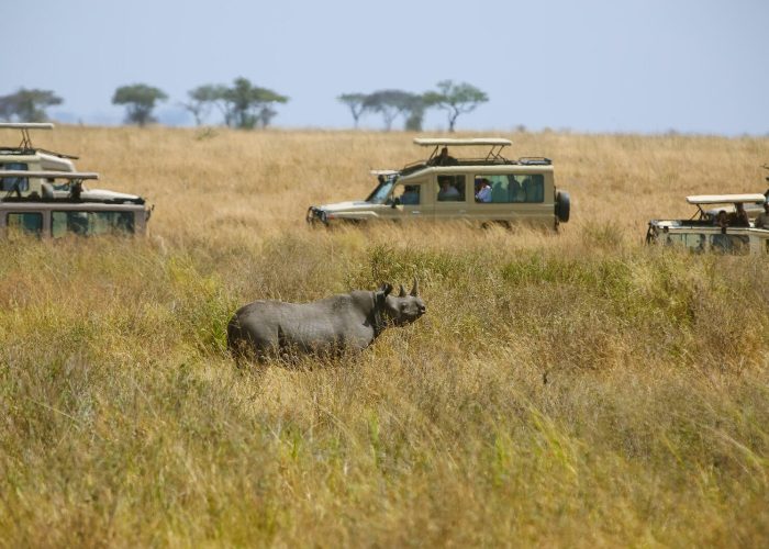 Ngorongoro Rhino