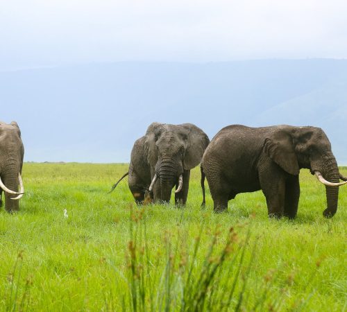 Ngorongoro crater fly in safari