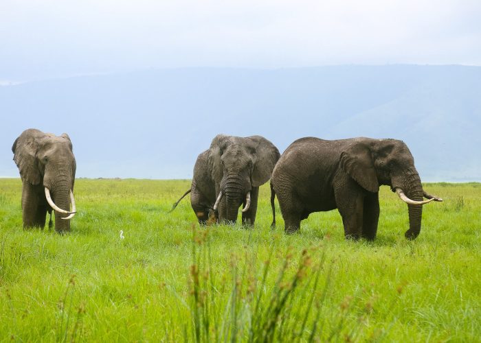 Ngorongoro crater fly in safari