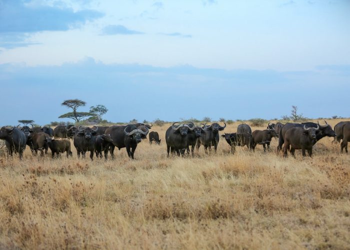 Ngorongoro fly in