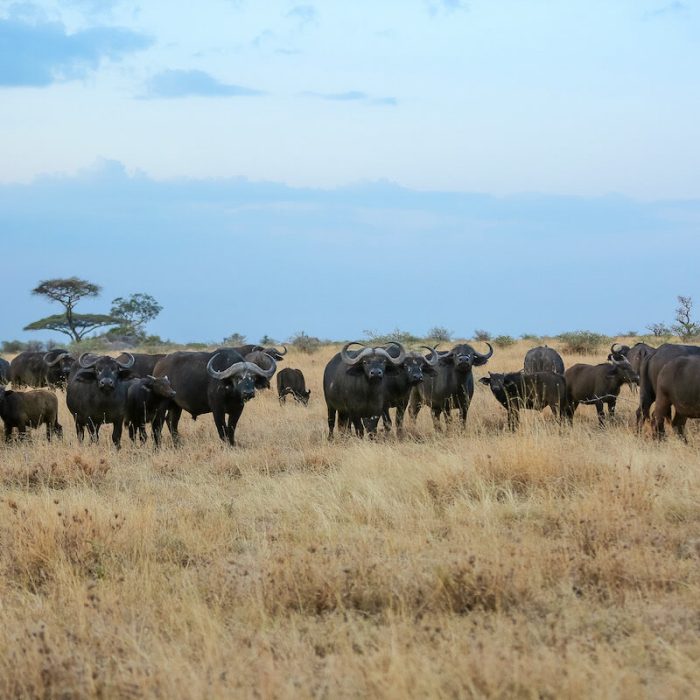 Ngorongoro fly in