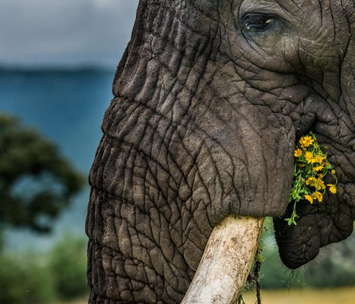 Ngorongoro