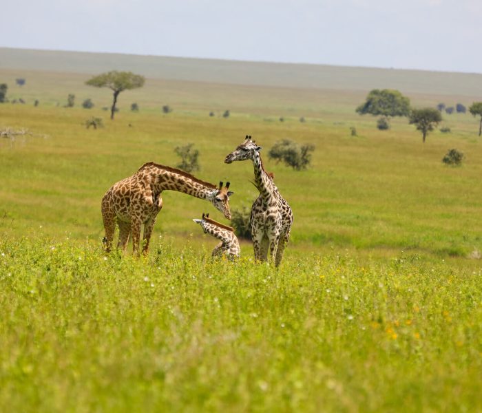 ROMANTIC SAFAARI IN TANZANIA
