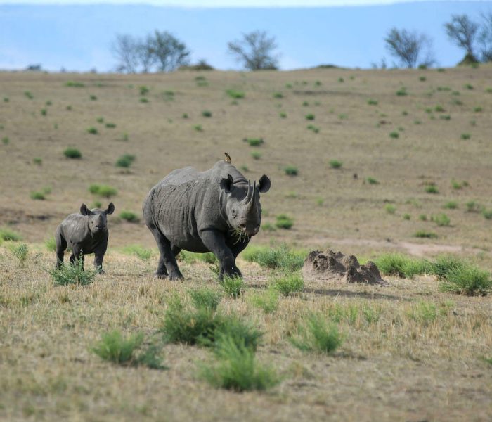 Rhino ngorongoro conservation area