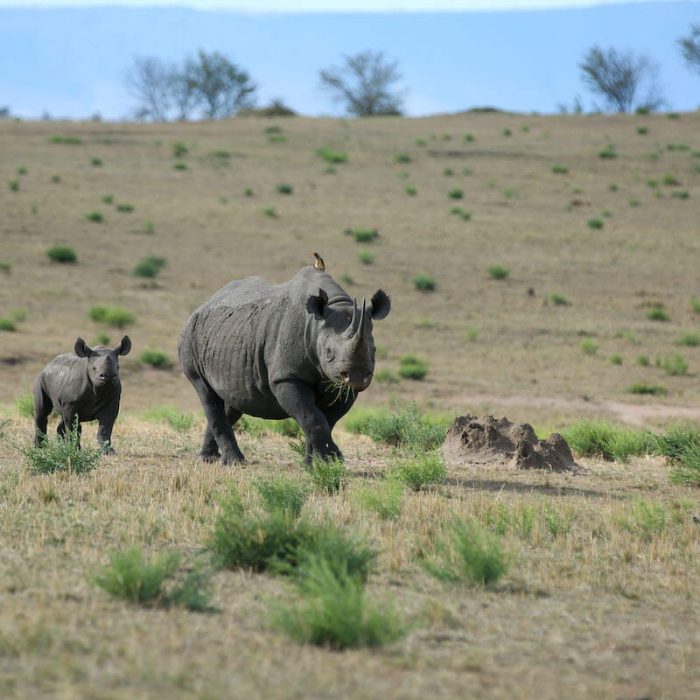 Rhino ngorongoro conservation area