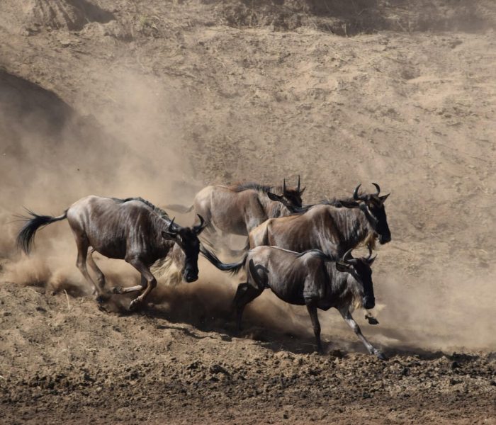 River Crossing Migration