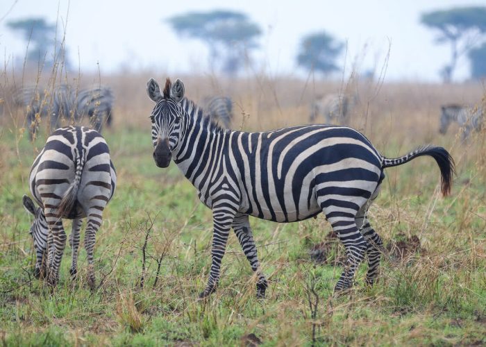 Romantic safari serengeti