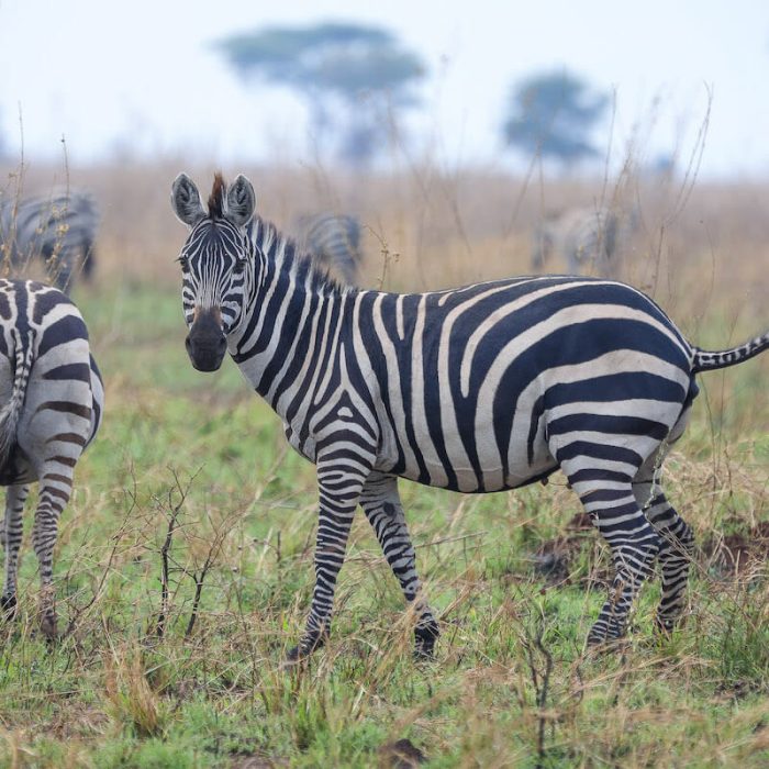 Romantic safari serengeti