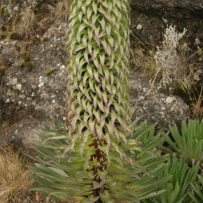 Rongai Climbing