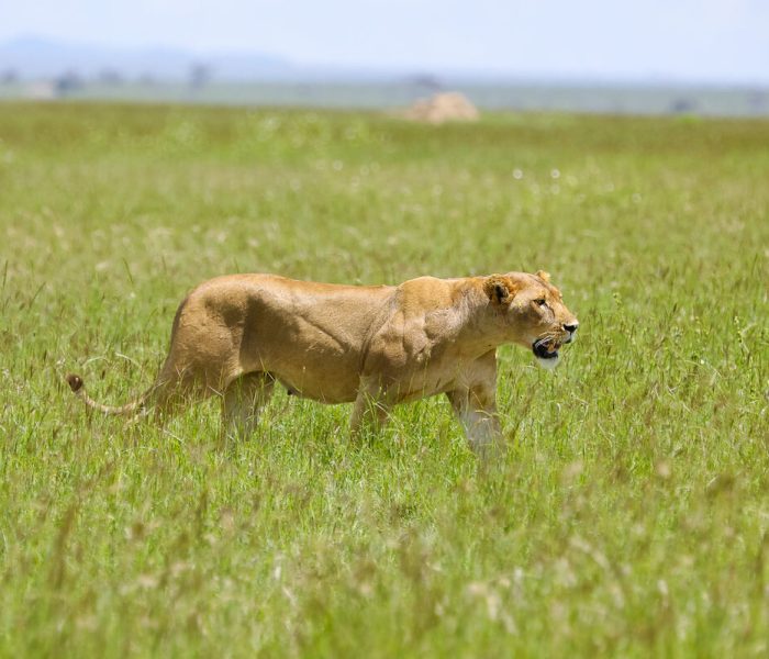 SERENGETI LIONESS