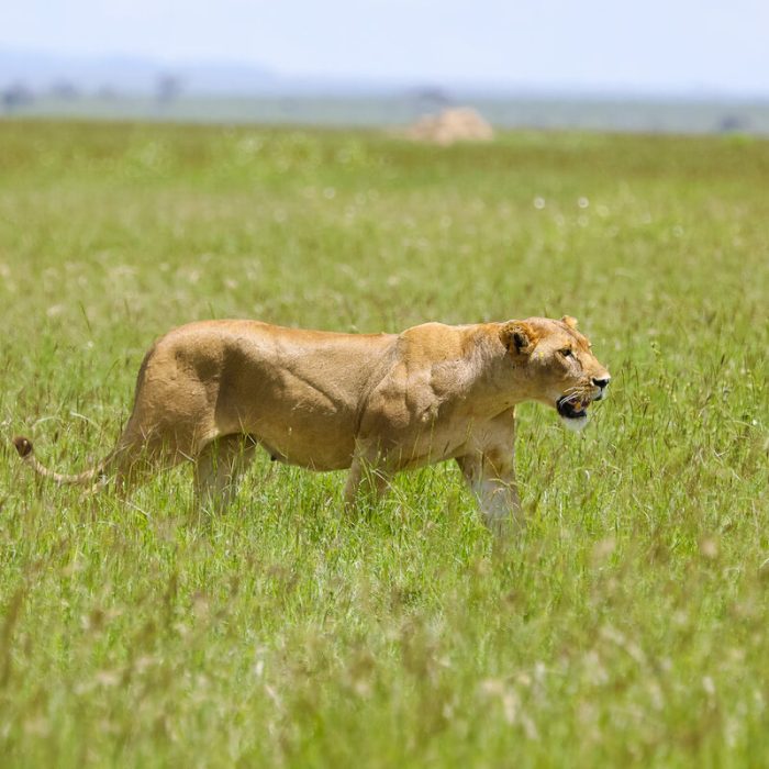 SERENGETI LIONESS