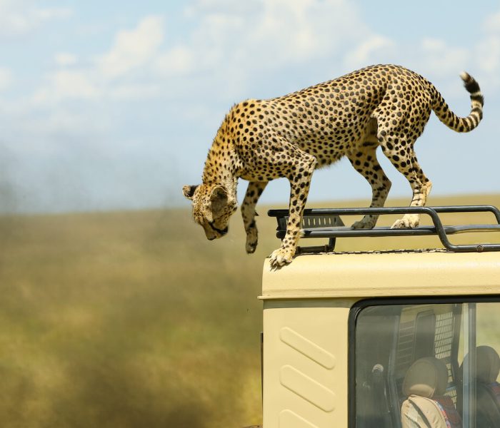 SERENGETI NATIONAL PARK PHOTOGRAPHIC SAFARI