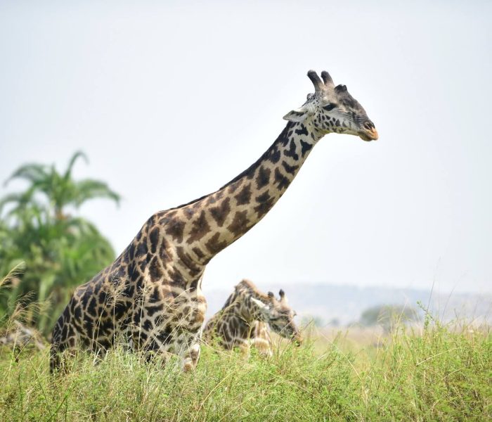 SERENGETI NATIONAL PARK