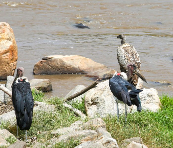 SERENGETI UNIQUE BIRD