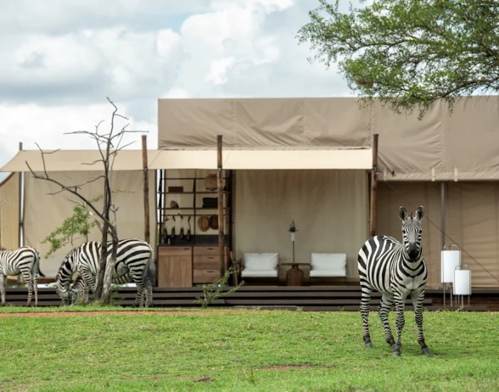 SGR_LODGE_Sabora_Tented_Camp_Wildlife_Zebra_Herd_Ross_Couper_2 - KILICLIMB SAFARIS
