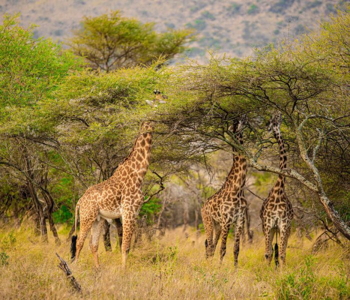 Safari with Kiliclimb